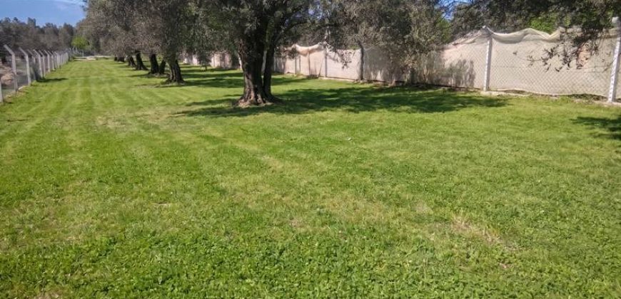 Burhaniye Kızıklı Satılık Zeytinlik | Konteynerli ve Tel Örgülü